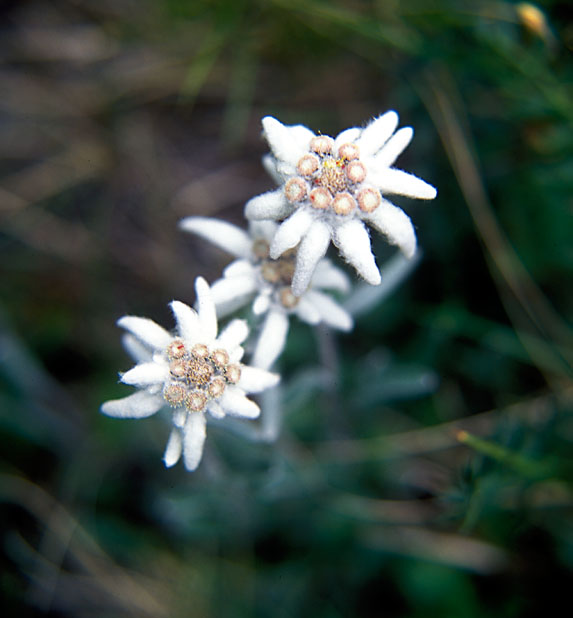 Floare-de-Colt-Retezat