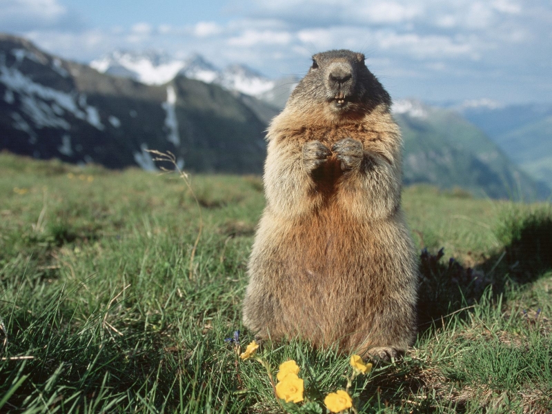 Marmota-Retezat